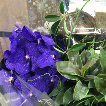 芳郎さん初代さんありがとうございます！